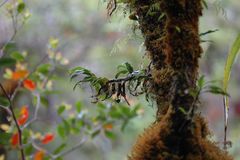 Angraecum multiflorum