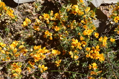 Pultenaea laxiflora