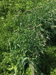 Dactylis glomerata