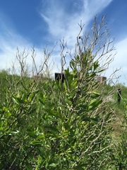 Baccharis halimifolia