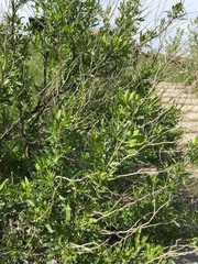 Baccharis halimifolia