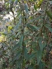 Lepidaploa argyropappa