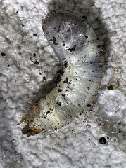 Osmoderma subplanata