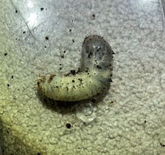 Osmoderma subplanata