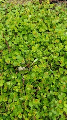 Gonocarpus micranthus micranthus