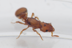 Colobostruma unicorna