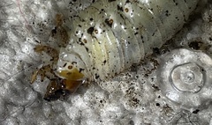 Osmoderma subplanata