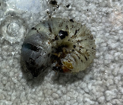 Osmoderma subplanata