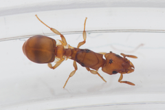 Colobostruma unicorna