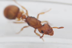 Colobostruma unicorna