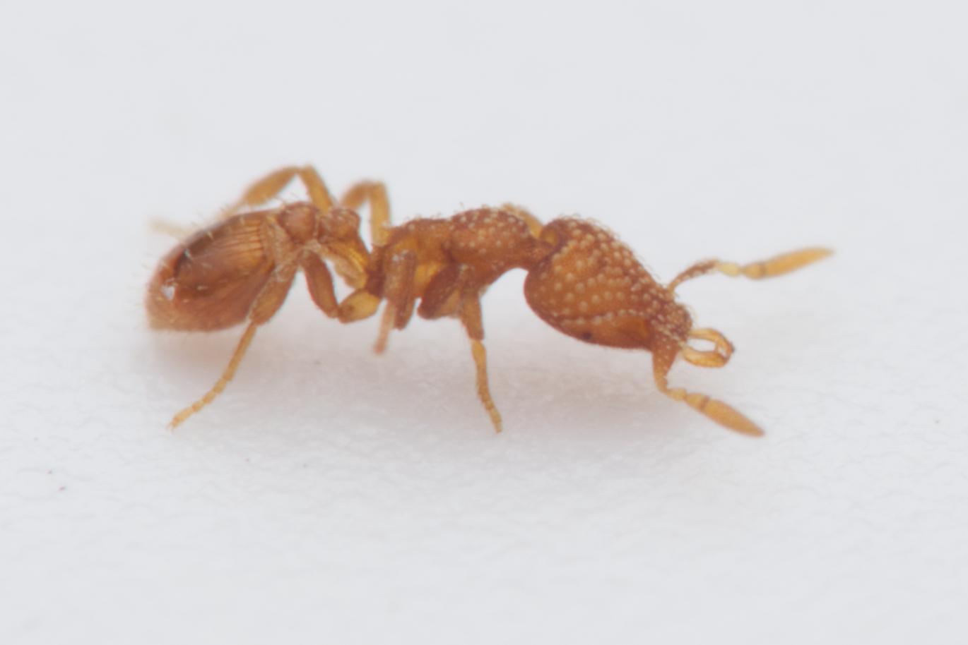 Strumigenys emmae