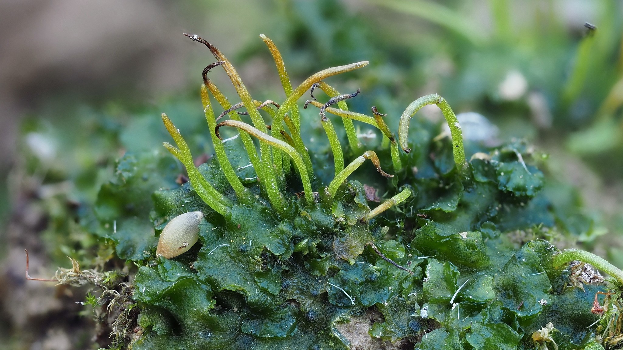 Phaeoceros carolinianus