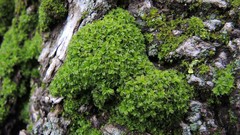 Syntrichia virescens