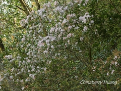 Rhododendron ovatum