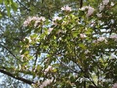 Rhododendron ovatum
