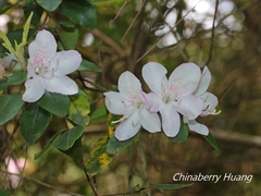 Rhododendron ovatum
