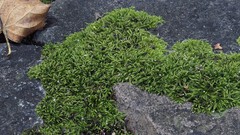 Scorpiurium circinatum