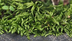 Scorpiurium circinatum