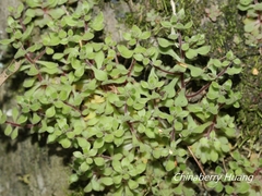 Sedum stellariifolium