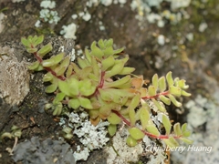 Sedum stellariifolium