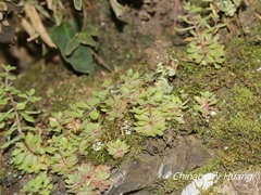 Sedum stellariifolium
