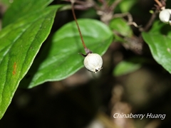 Lysimachia ardisioides