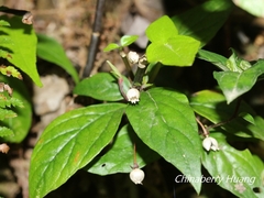 Lysimachia ardisioides