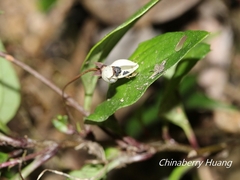 Lysimachia ardisioides