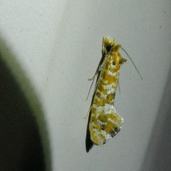 Erechthias citrinopa