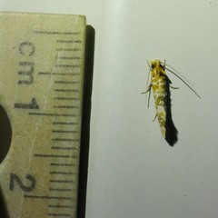 Erechthias citrinopa