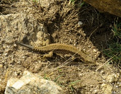 Podarcis muralis