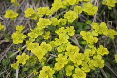 Chrysosplenium serreanum