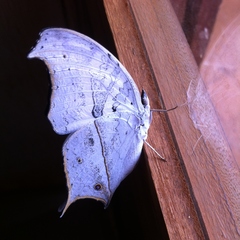 Protogoniomorpha duprei