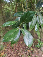 Cryptocarya foetida