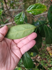 Cryptocarya foetida
