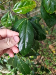 Cryptocarya foetida