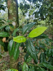 Cryptocarya foetida