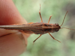 Austroicetes tricolor
