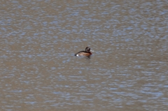 Aythya baeri × nyroca