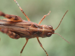 Austroicetes tricolor