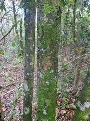 Cryptocarya foetida