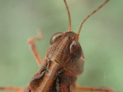 Austroicetes tricolor