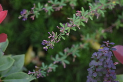 Lespedeza floribunda