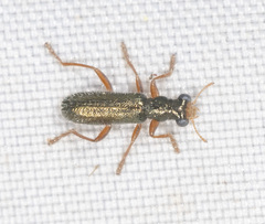 Lemidia subaenea