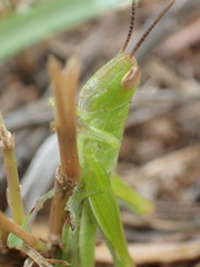 Bermius