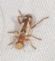 Lemidia cicatricosa