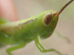 Bermius