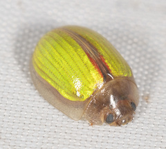 Paropsisterna hectica