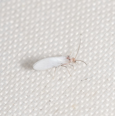Coniopteryx maculithorax