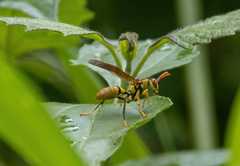 Polistes diabolicus